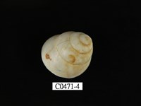 藏品(蘭嶼光澤蝸牛)的圖片